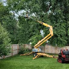 Professional Tree Services in Crosspointe, VA
