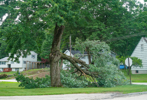 Best Stump Grinding and Removal  in Crosspointe, VA