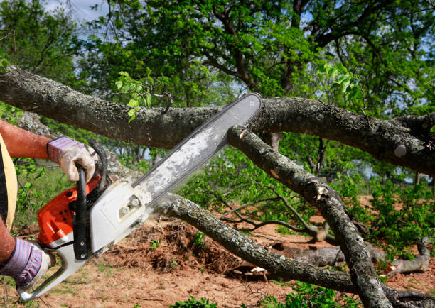 Crosspointe, VA Tree Services Pros